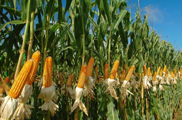 The photo of his cornfield taken by our client