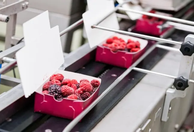 This picture shows berries being packed on a high-speed packing machine.